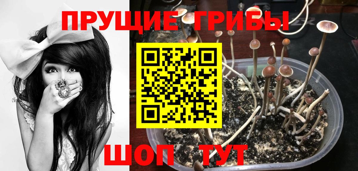Рассказово  Псилоцибиновые грибы GOLDEN TEACHER  Вход с VPN 